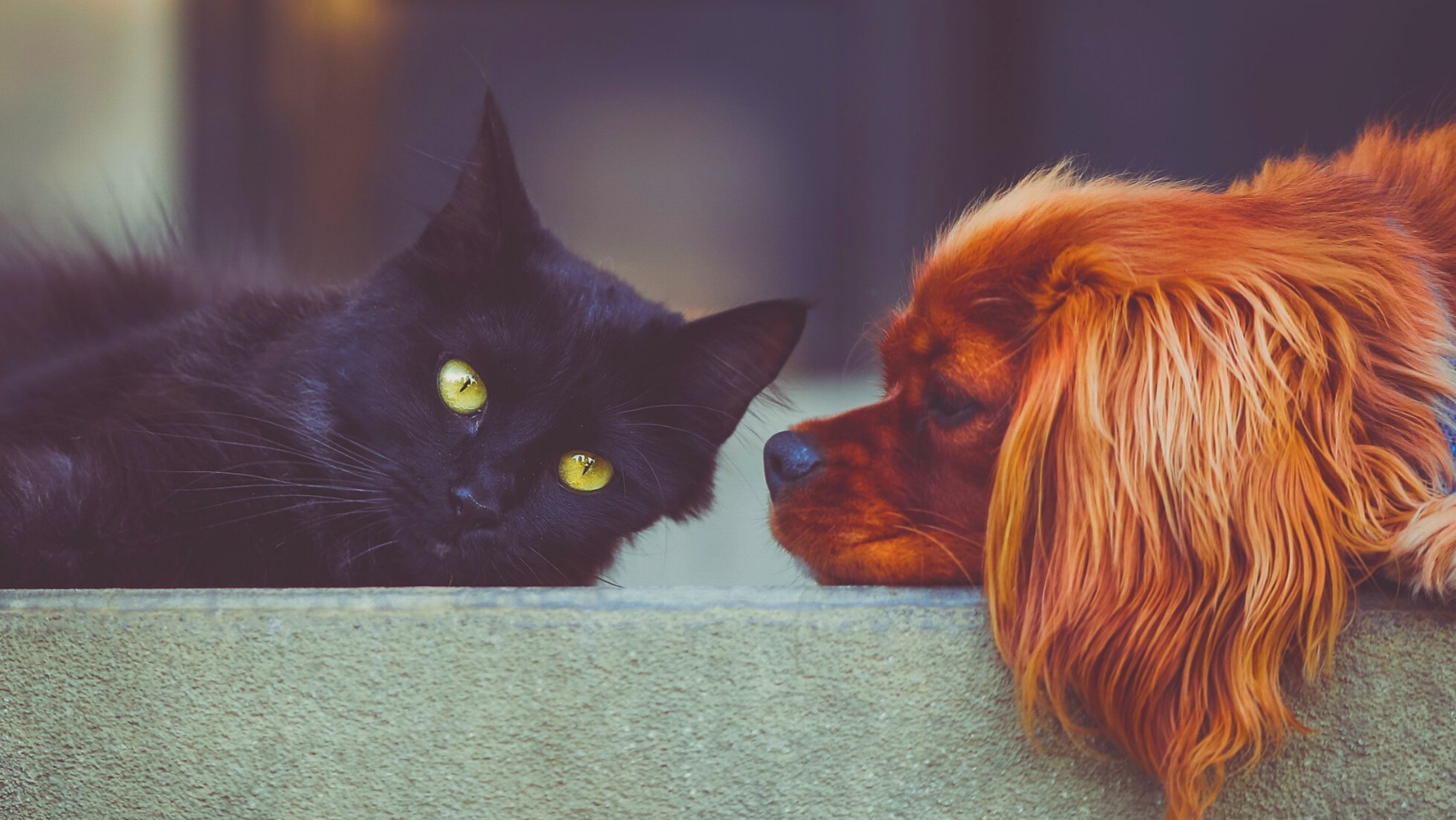 Blessing of the Animals